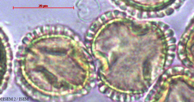 ISEM 2/Digera_alternifolia_103/Digera_alternifolia_103_0001(copy)_thumb.jpg